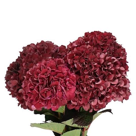 Magical rubg red hydrangeq